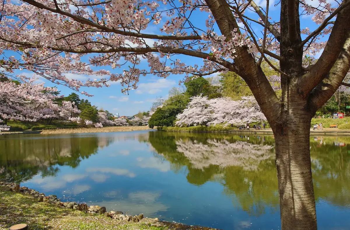 埼玉　大宮公園